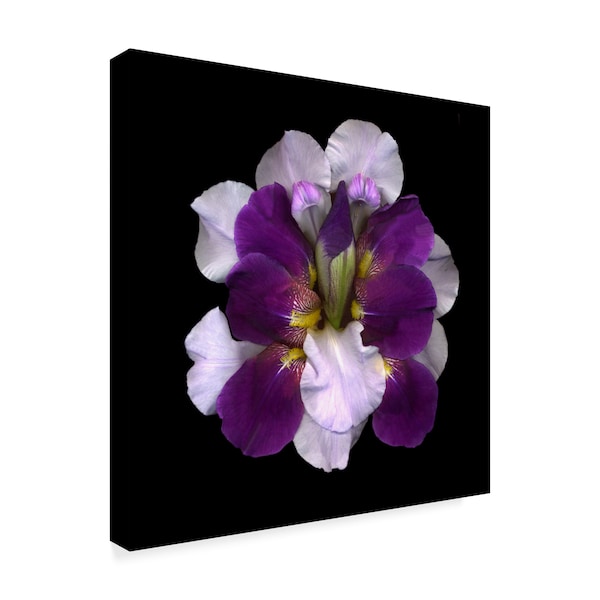 Susan S. Barmon 'Iris Reconstructed' Canvas Art,24x24